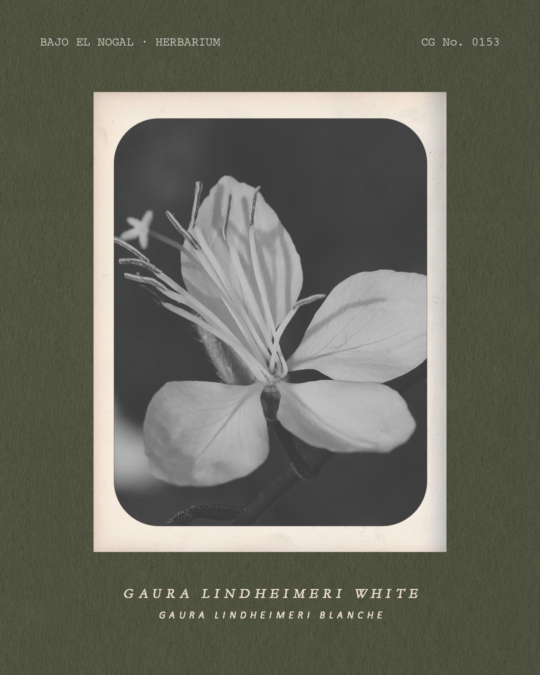 Herbarium card: A single white gaura flower with long stamens