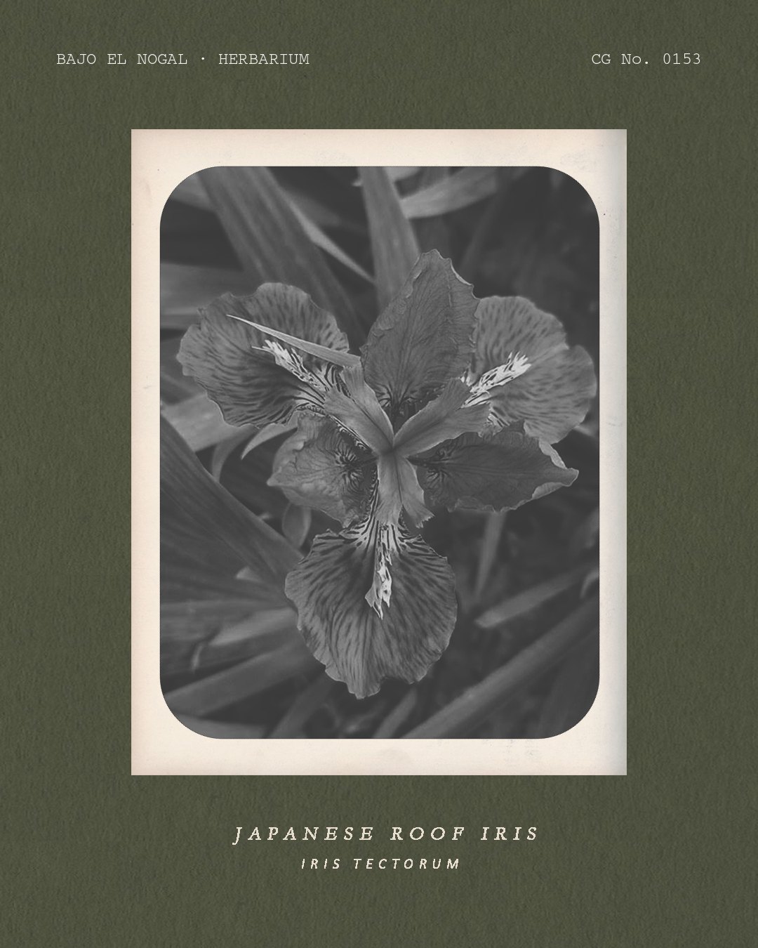 Herbarium card: An open roof iris flower with veined, ruffled petals