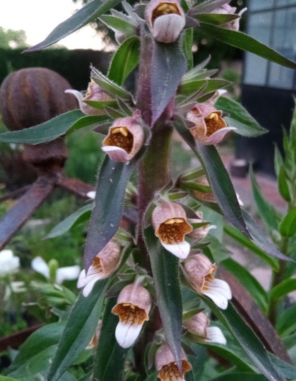 A spike of woolly foxglove flowers