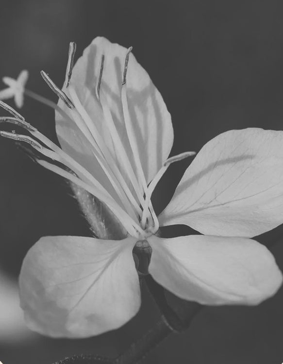 A single white gaura flower with long stamens