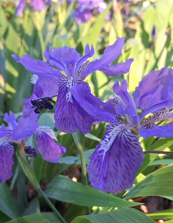 An open roof iris flower with veined, ruffled petals
